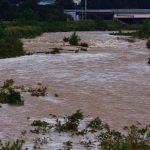 台風１０号の影響で牛９００頭孤立