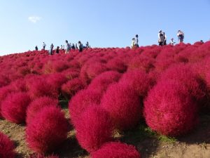 コキア