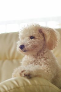 愛犬